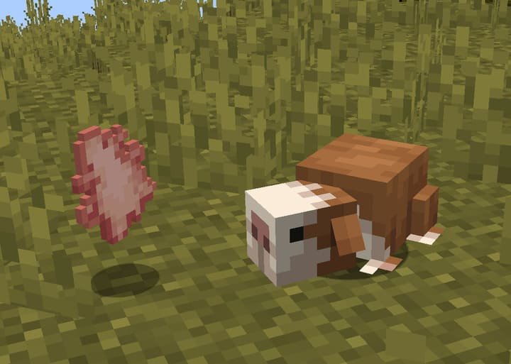 Морские свинки Куи разных окрасов в Minecraft PE (Bedrock)